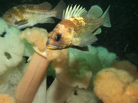 P9127647 | Quillback Rockfish in the foreground and a Copper… | Flickr