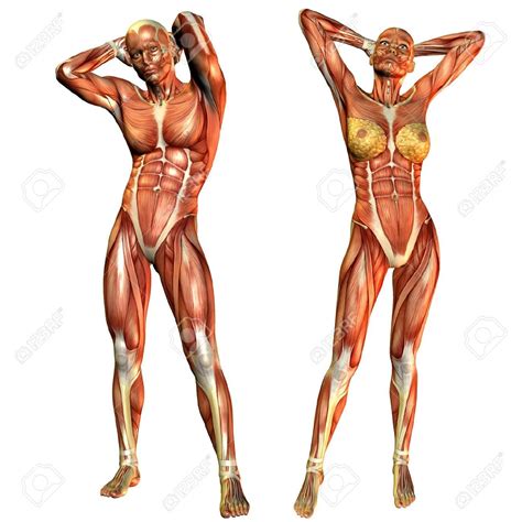Standing pose, Anatomy poses, Human anatomy drawing