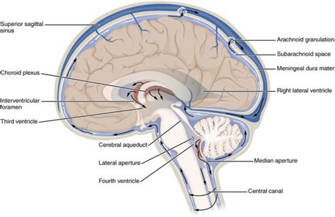 CSF rhinorrhea causes, symptoms, diagnosis, treatment & prognosis