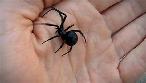 I Found 2 Venomous Black Widows in My Yard