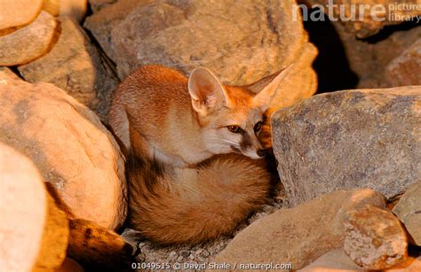 Stock photo of Blanford's fox, United Arab Emirates. Available for sale on www.naturepl.com