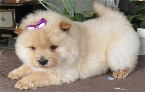 63+ Mini Chow Chow Dog For Sale - l2sanpiero