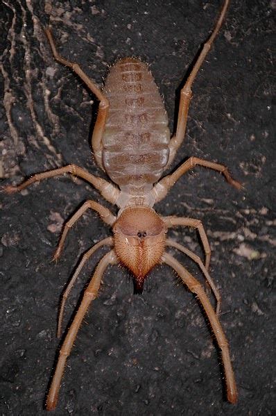 Solifugae AKA Scorpion Spider