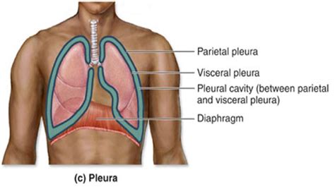 visceral pleura | Planes, Sections, and Cavities | study stuff | Pinterest