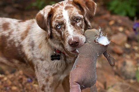 What Is The Best Hunting Dog For Pheasant