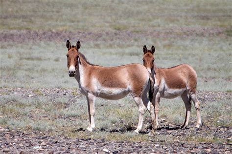 Best Equus Kiang Stock Photos, Pictures & Royalty-Free Images - iStock