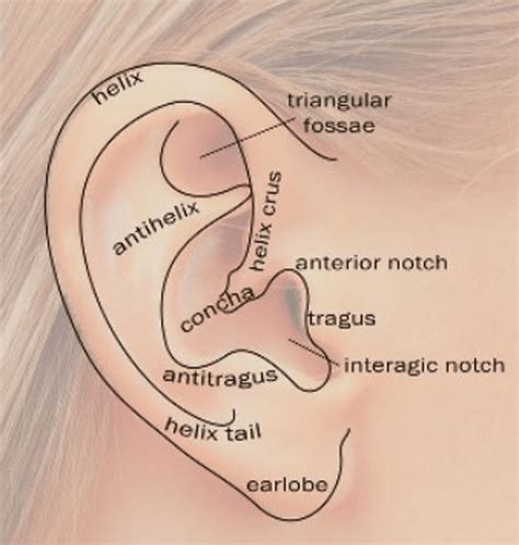 Concurrent Occurrence of Ear Tag With Posterior Talon Cusp, Fissured Tongue, and Ankyloglossia ...