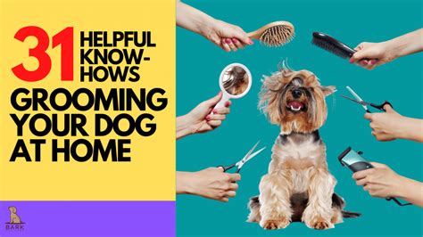 31 Helpful Know-hows When Grooming Your Dog At Home | Bark For More