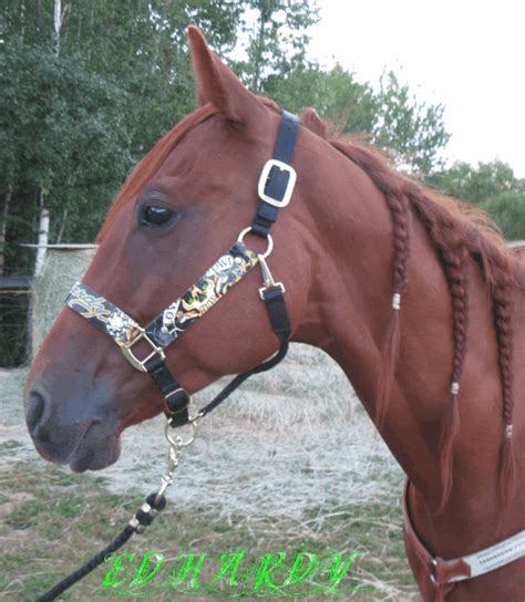 Ed Hardy Custom Horse Halter $150.00 | Cute horse pictures, Horses, Cute horses