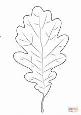 Oak Leaf coloring Page  Free Printable Coloring Pages sketch template