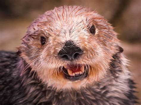 Sea Otter Wishes You All a Happy New Year! — The Daily Otter | Sea ...