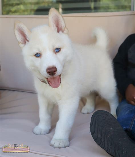 Read This Before You Get A Siberian Husky Puppy
