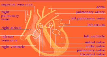 Beebe School Engineering: Human Body Systems Activity - Biomedical ...