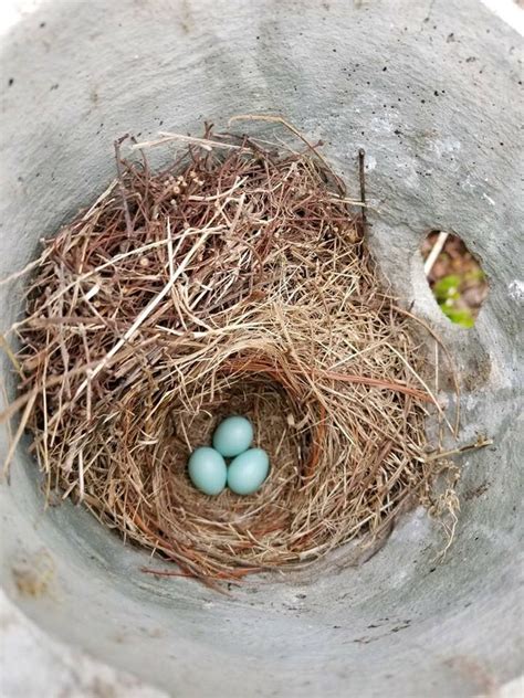 Wood Thrush Eggs