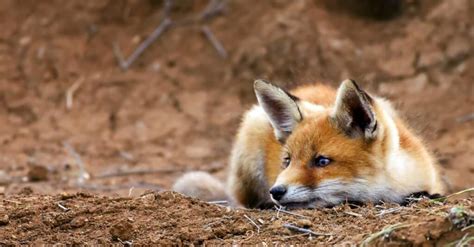 What’s a Baby Fox Called & 4 More Amazing Facts! - A-Z Animals