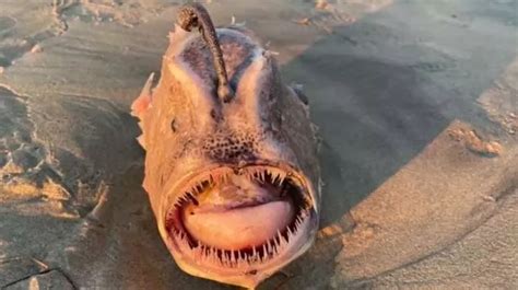 Rare deep-sea monster described as 'stuff of nightmares' washes up on ...