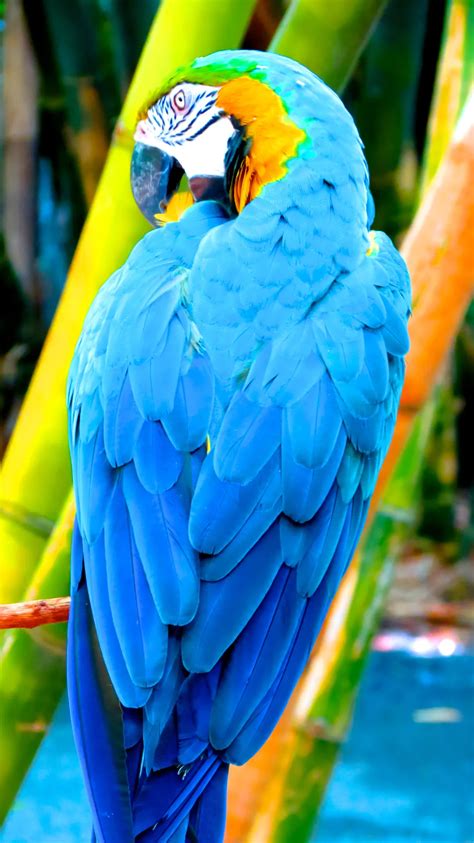 Blue Parrot | Smithsonian Photo Contest | Smithsonian Magazine