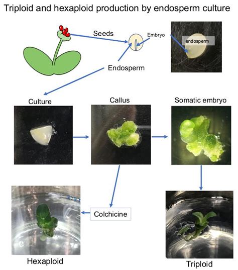 New variety of paintbrush lily developed by a | EurekAlert!