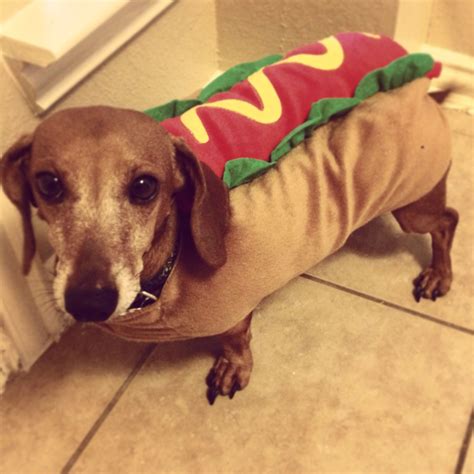 We got our weenie dog his Halloween costume today. Oh, yes. This is ...