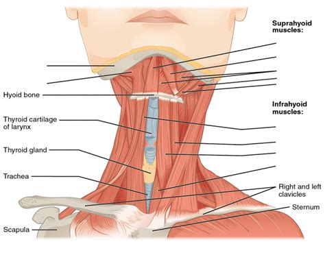 Suprahyoid & Infrahyoid Muscles — Printable Worksheet