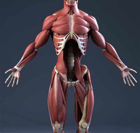 Male Anatomy(muscles,skeleton) 3D Model