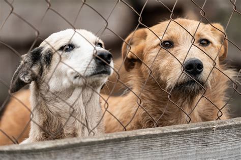 Consider Animal Shelters in Pennsylvania on Rescue Dog Day