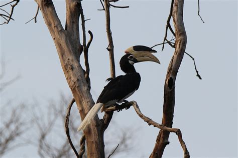 Bird Watching Destinations in India | Bird Photography Tours