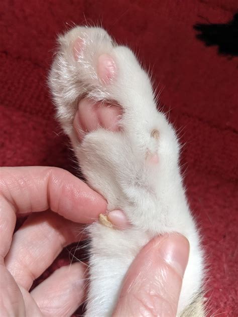 My cat has a 'horn' growing from his carpal pad : r/mildlyinteresting