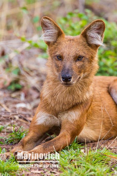 Dhole or Indian Wild Dog. - Wayne Marinovich Photography