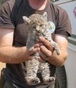 Veterinarians help baby bobcat burned in forest fire - The Animal ...