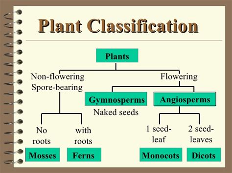 Classification - Peeples Elementary 5th Grade Website | Biology facts ...