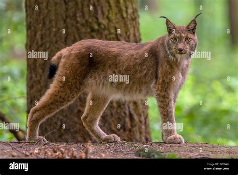 Eurasian lynx (Lynx lynx) in forest habitat. This is a medium-sized cat ...