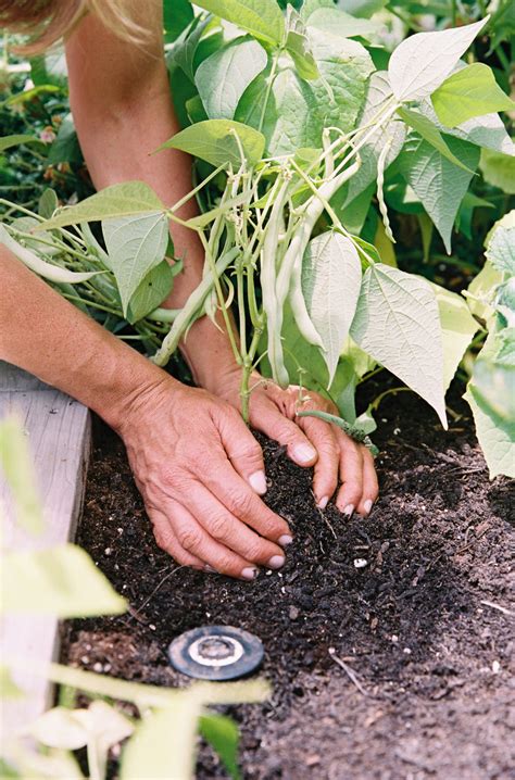 How to Grow Bush Beans in an Organic Kitchen Garden • Gardenary