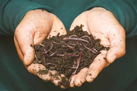 Red Worms and Vertical Farming