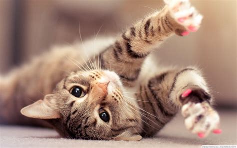 Cute Cat Wallpaper - Cute Baby Cats Wallpapers - Wallpaper Cave / Download and use 8,000+ cat ...