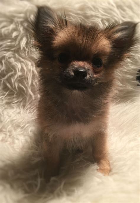 Pomeranian And Chihuahua Mix For Sale - Pets Lovers