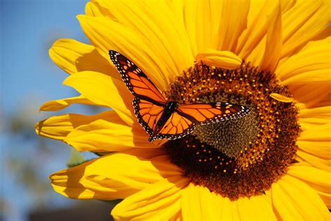 Monarch Butterfly Desktop Backgrounds