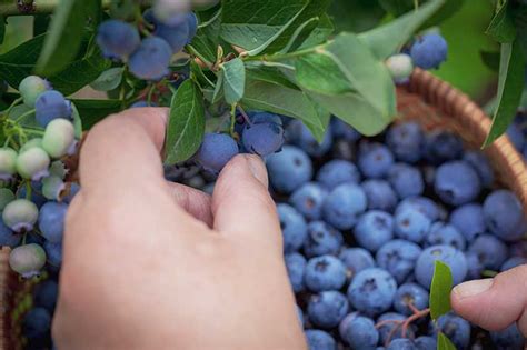 How to Grow and Care for Lowbush Blueberries | Gardener's Path