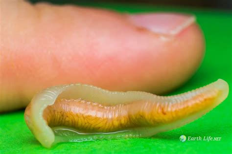 Pentastomida (The Tongue Worm Parasites) | Earth Life