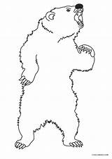 Dibujos De Oso Para Colorear  Páginas Imprimir Gratis sketch template