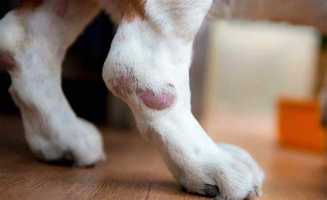 Dog Skin Cancer: 4 Common Types, Causes, Signs, Treatment & More – ruffeodrive