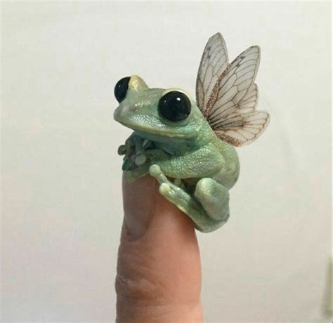 frog🐸 in 2021 | Cute little animals, Cute baby animals, Cute frogs