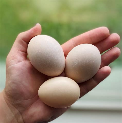 Ayam Cemani Hatching Eggs (NO LONGER OFFERING) – Mockingbird Homestead