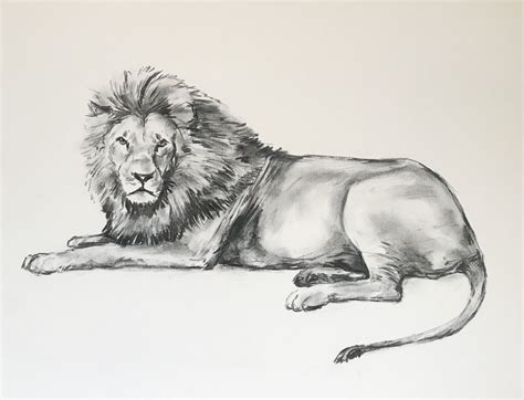 Sleeping Lion Drawing at PaintingValley.com | Explore collection of Sleeping Lion Drawing