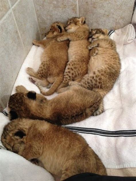 Newborn lion cubs - Lion cubs Photo (36286252) - Fanpop