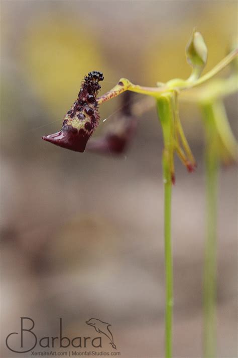 Western Australian Orchids | Barb's Blog