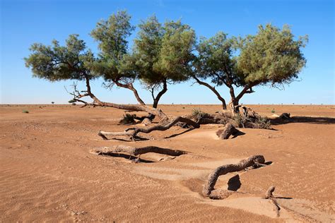 Tamarisk trees (Tamarix articulata) in the desert. | Rosa Frei ...