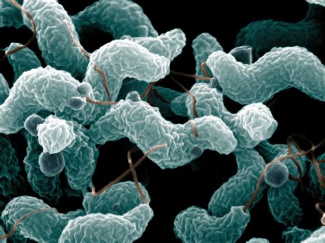 Campylobacter bacteria — Science Learning Hub