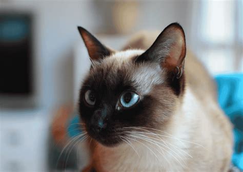 Siamese Cat Behavior Problems - Explained