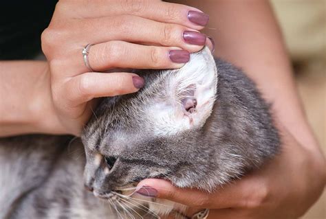 Does My Cat Have Ear Mites? 5 Signs Your Cat Has Ear Mites.